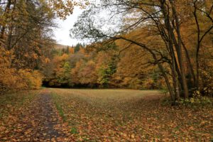 Mischwald in prächtiger Herbstfärbung