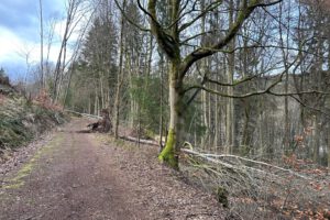 Ein umgestürzter Baum am Höllkopfweg