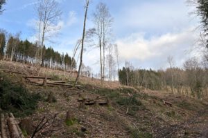 Am Mittleren Berggrabenweg kurz hinter Manebach, wieder in Richtung Ilmenau