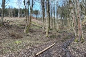 Am Mittleren Berggrabenweg kurz hinter Manebach, wieder in Richtung Ilmenau