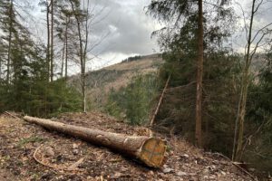 Deutliche Spuren des Borkenkäfers: kaum noch Rinde am Stamm