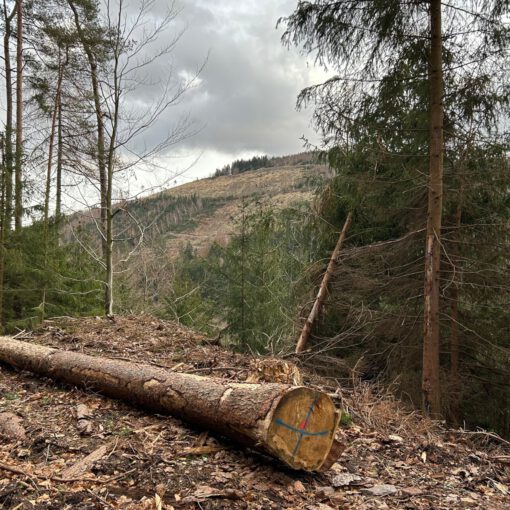 Deutliche Spuren des Borkenkäfers: kaum noch Rinde am Stamm