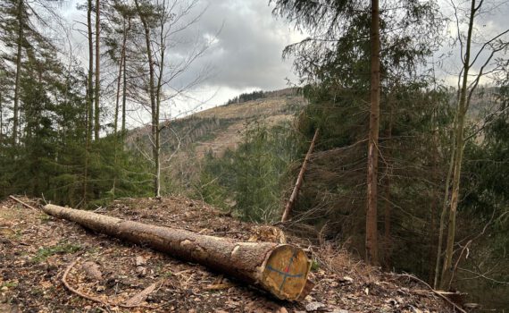 Deutliche Spuren des Borkenkäfers: kaum noch Rinde am Stamm