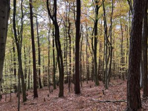 Auf dem Weg zur Ravené-Hütte und zum Oberen Berggrabenweg