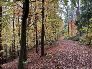 Auf dem Oberen Berggrabenweg