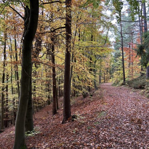 Auf dem Oberen Berggrabenweg