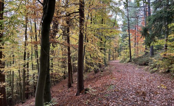 Auf dem Oberen Berggrabenweg