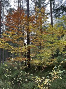 Herbstwald