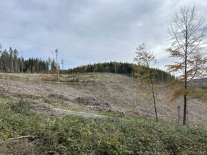 Borkenkäfer-Kalamitätsfläche unterhalb des Schöffenhaus'
