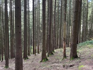 Fichtenwald mit Schadholz