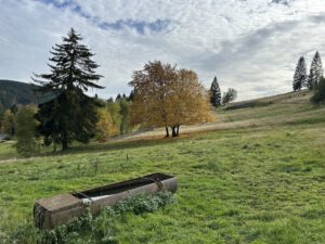 Bergweide-Idyll